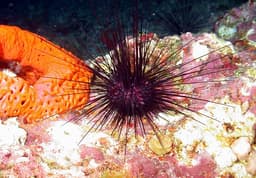 Attack of the Zombie Sea Urchins - Ages 3-5 with a Caregiver