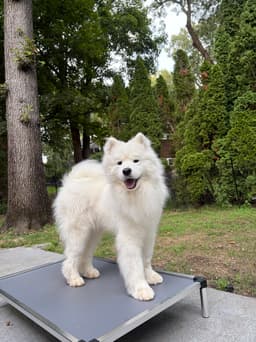 Read With Snowie! Our therapy dog