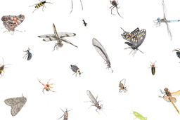 In the Gallery, Rethinking Turf: Seeing the Invisible Through Illustration - Genevieve Hitchings