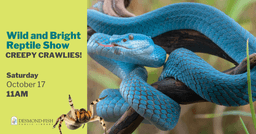 Wild & Bright Reptile Show-Creepy Crawlies!