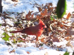 Tales on the Trails – Cardinals in the Winter