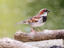 Little Birds, Big World: Meet Green-Wood’s Sparrows
