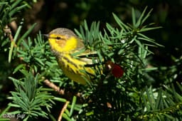 Birding In Peace