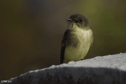 Birding in Peace: Late-Risers Edition (Members Only)