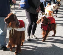 Fall Dog Parade & Costume Contest!
