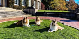 Fall “Dog Days” Weekend!
