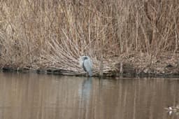 Bird and Nature Walk: Blue Heron Park