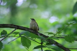 Bird and Nature Walk: Silver Lake Park